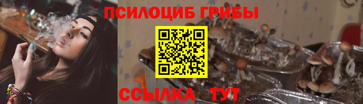 Псилоцибиновые грибы Psilocybine cubensis  Вход с VPN  Нижнекамск  Галлюциногенные грибы MAGIC MUSHROOMS 